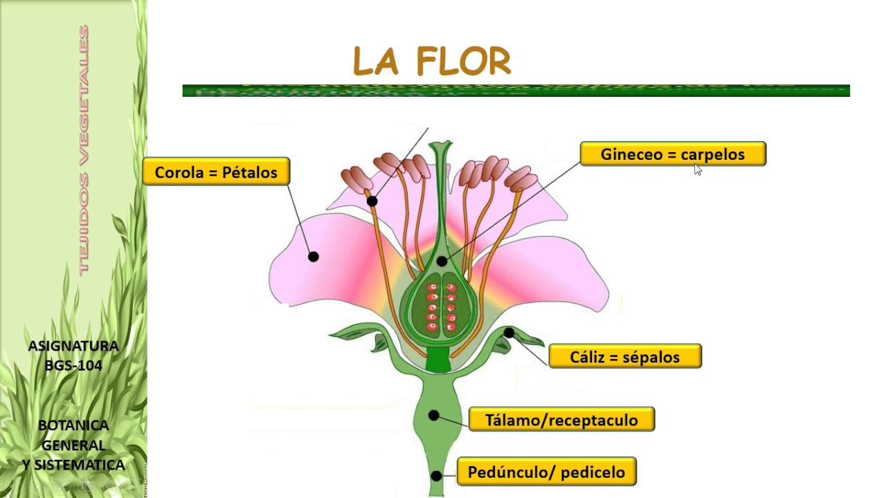MORFOLOGIA DE  LA FLOR I