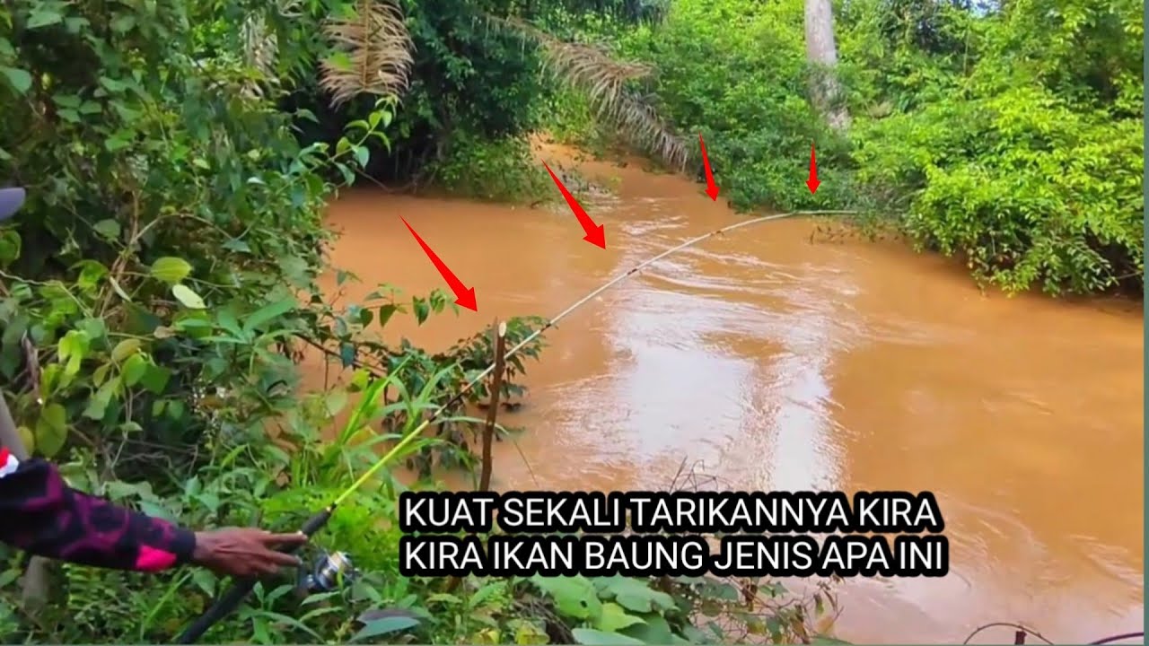 MANCING IKAN BAUNG DI AIR KERUH SANGAT GANAS !! UMPAN TURUN LANGSUNG MELENGKUNG