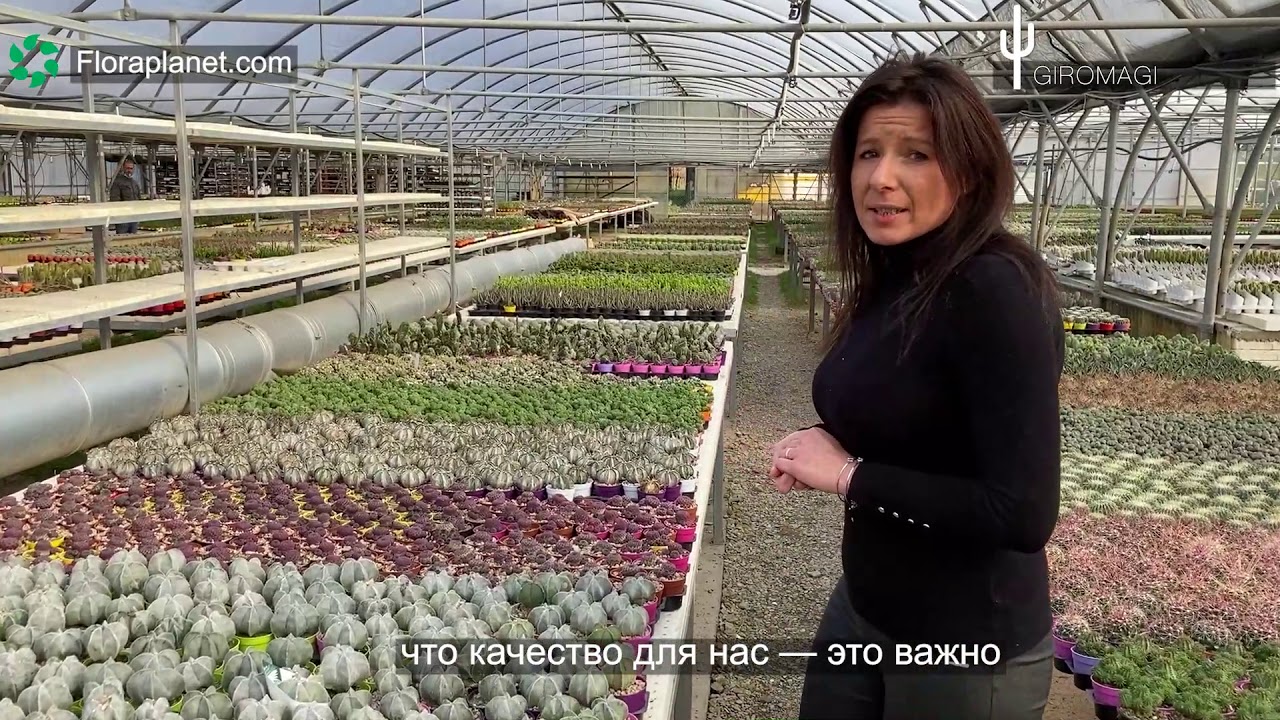 🌵GIROMAGI НАВСЕГДА - 1(d6,5)