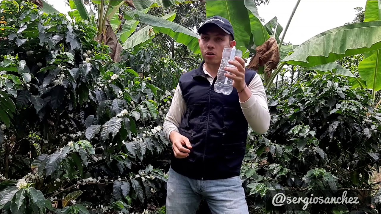 Trampas caseras para el monitoreo de la broca del café