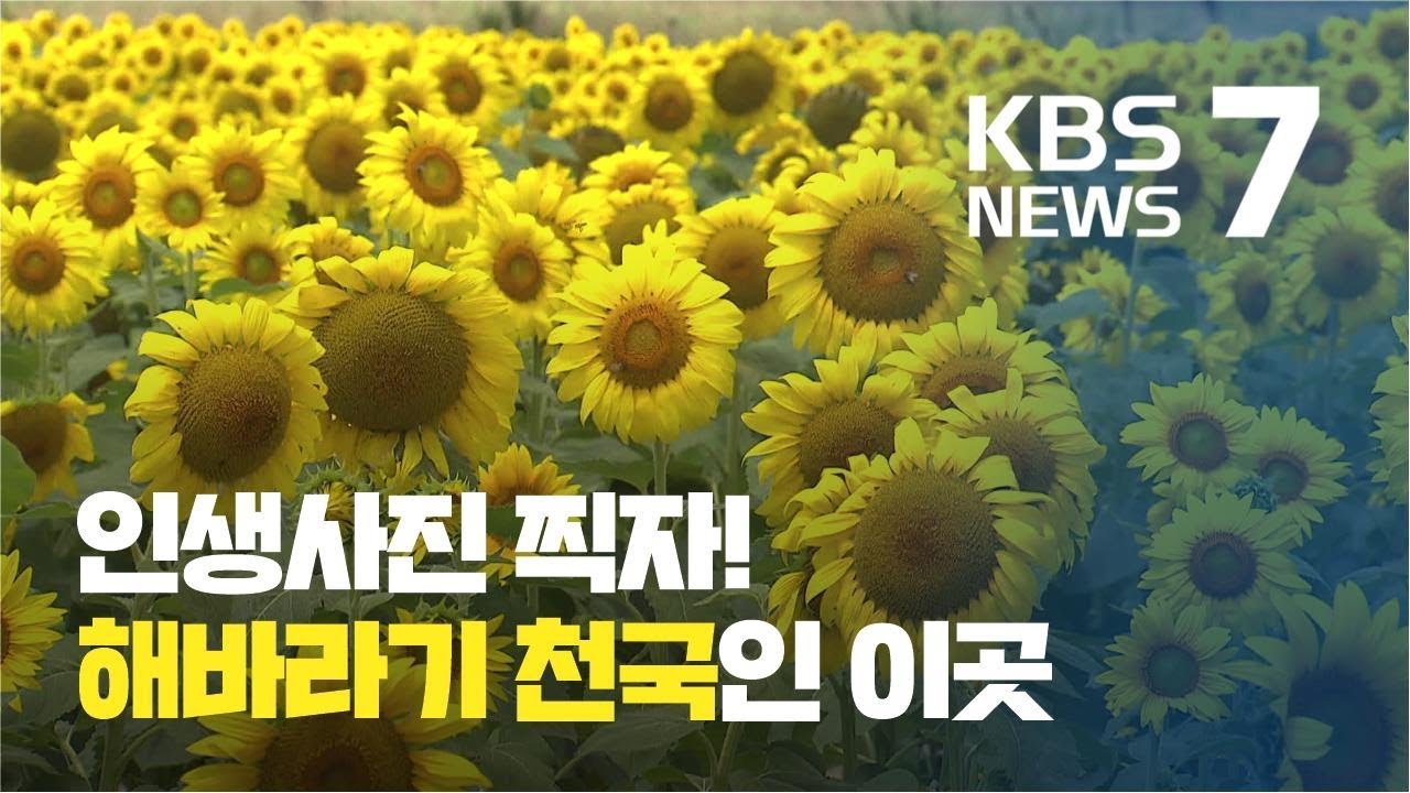 버려진 간척지의 변신&hellip;국내 최대 해바라기 명소로 &lsquo;우뚝&rsquo; / KBS뉴스(News)