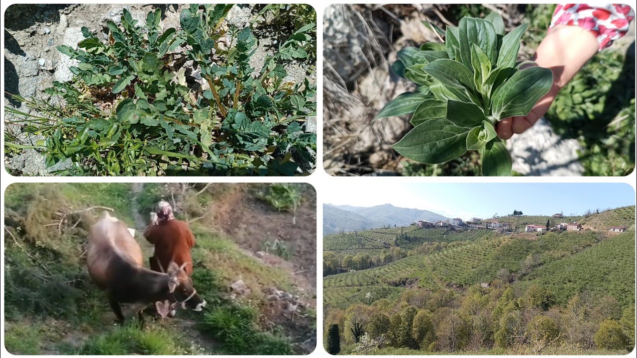 🌼🌿 Karadeniz’in Sessiz Güzelliği! Sarı Orman Gülleri & Doğa Belgeseli