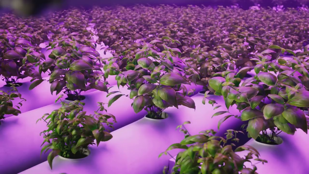 Try These Easy Hydroponic Setups At Home!
