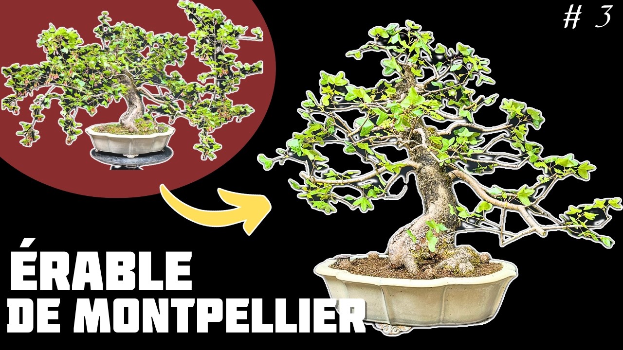 Bonsaï érable de Montpellier : 7 ans d’évolution et taille en vert. Épisode 3 🌱 NEJIKAN BONSAI 🌱