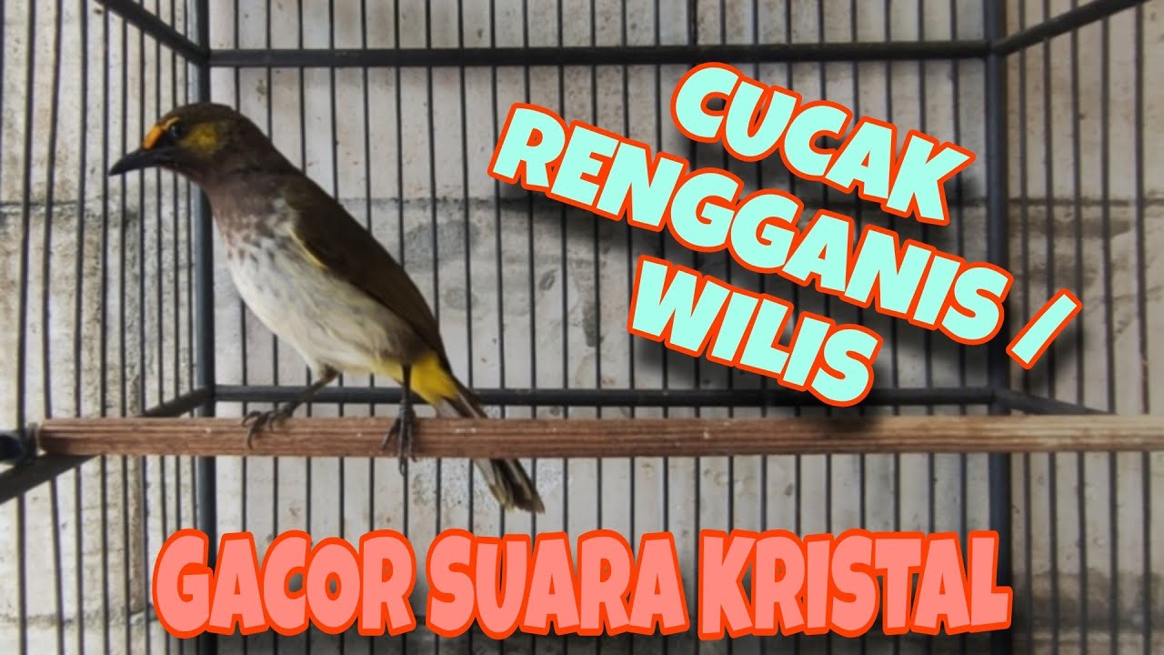Burung Cucak Rengganis | Burung Cucak Wilis | Burung Masteran
