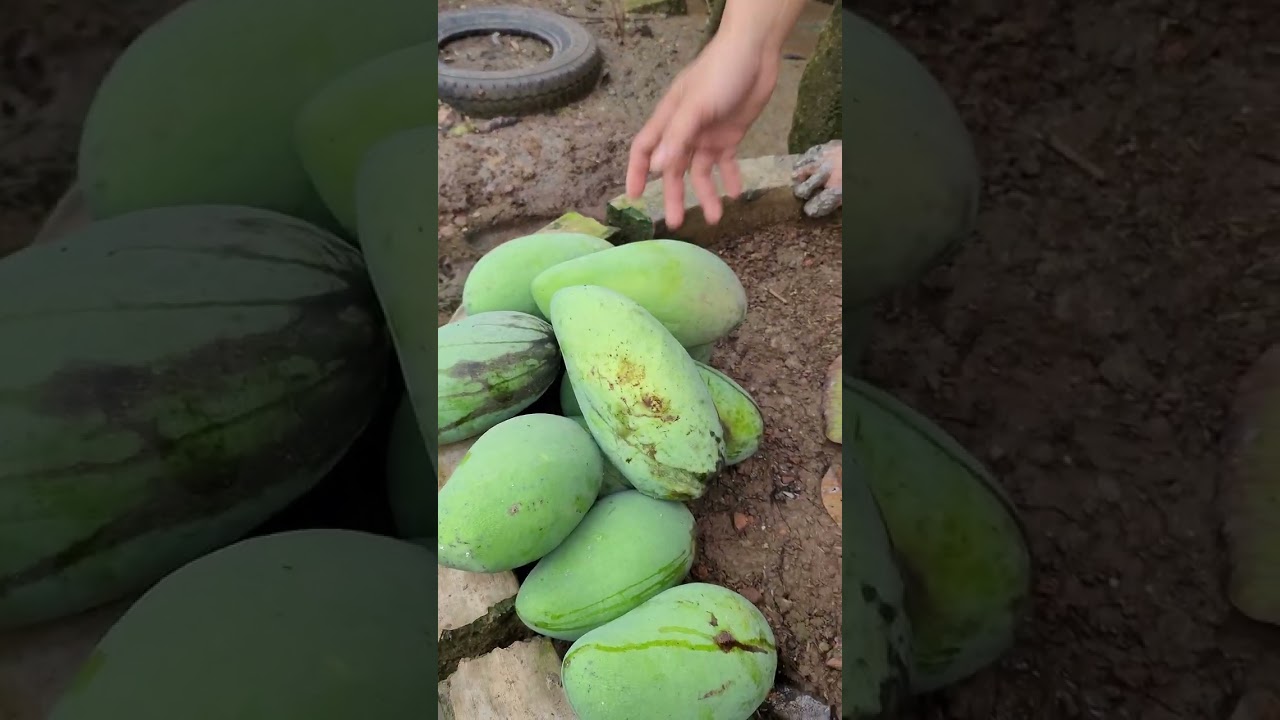 MANGGA INDRAMAYU!! Metik di belakang rumah 