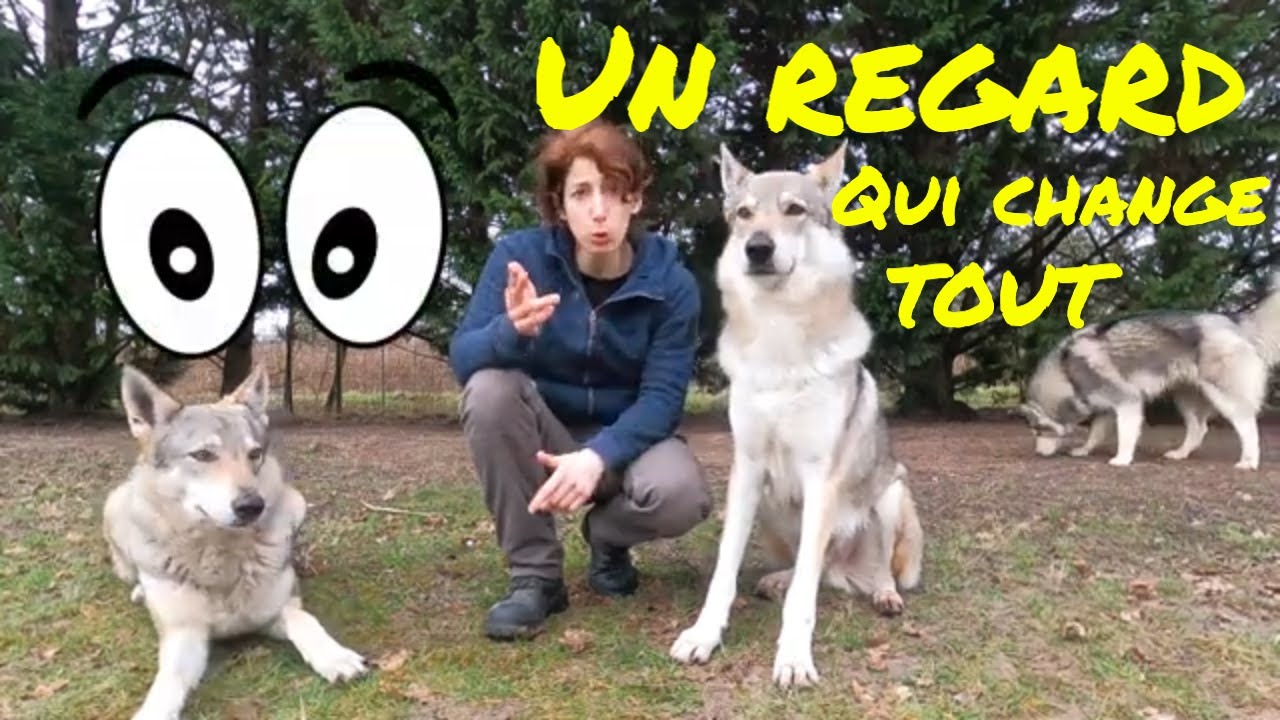 Clé en éducation canine: le Regard ou LOOK - L' Orée du Loup
