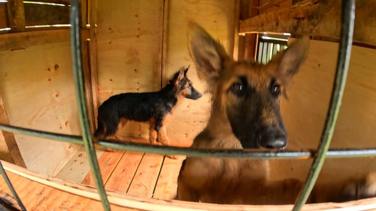 Томми и компания Gift House по переезду