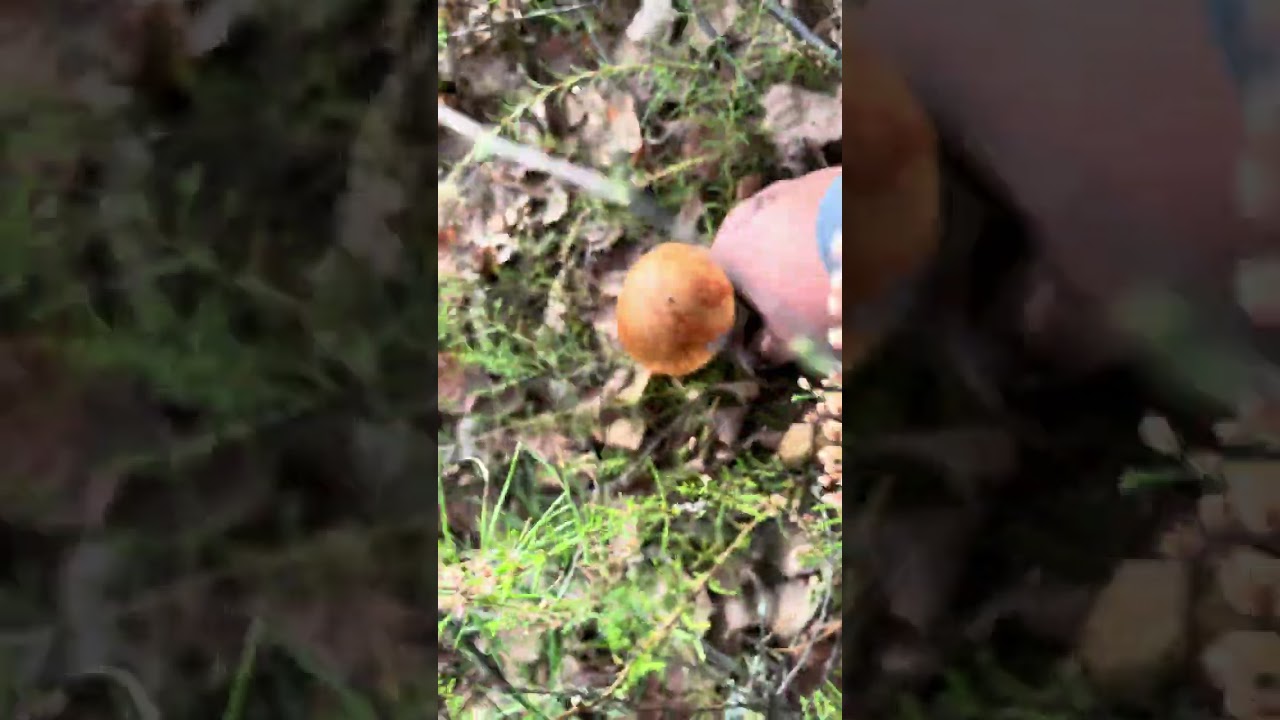 Koźlarz pomarańczowy - Leccinum versipelle 2024 #mushroom #fungi #nature #leccinum #grzyby2024