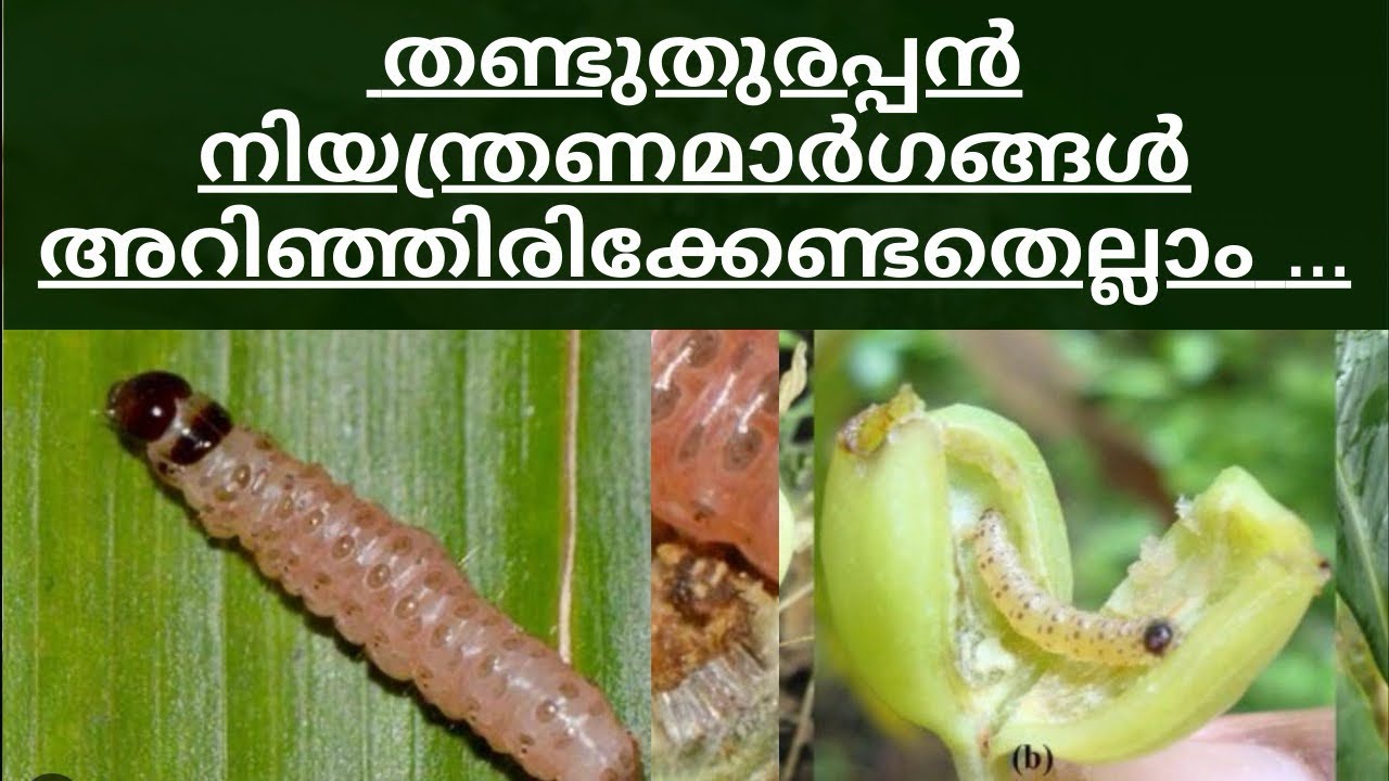 തണ്ടുതുരപ്പൻ നിയന്ത്രണമാർഗ്ഗങ്ങൾ,അറിഞ്ഞിരിക്കേണ്ടതെല്ലാം..#agriculture #farming #cardamom 