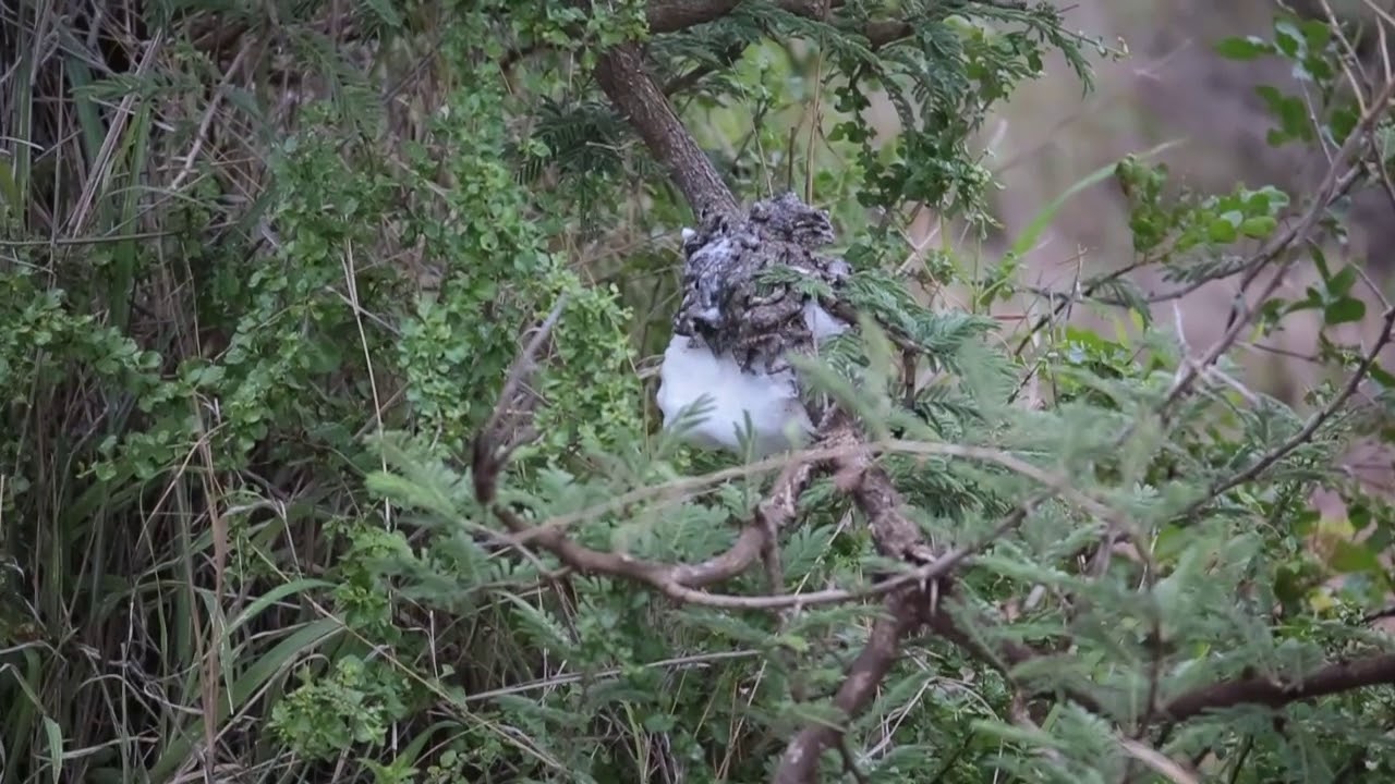 Foam Party!! Southern Foam Nest Frogs in action...
