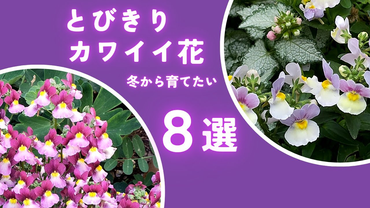 【ガーデニング】冬から長く咲く！とびきりカワイイ花！冬から育てたい花8選の紹介！プロも注目の花！あしかがフラワーパーク・フラワーガーデン泉