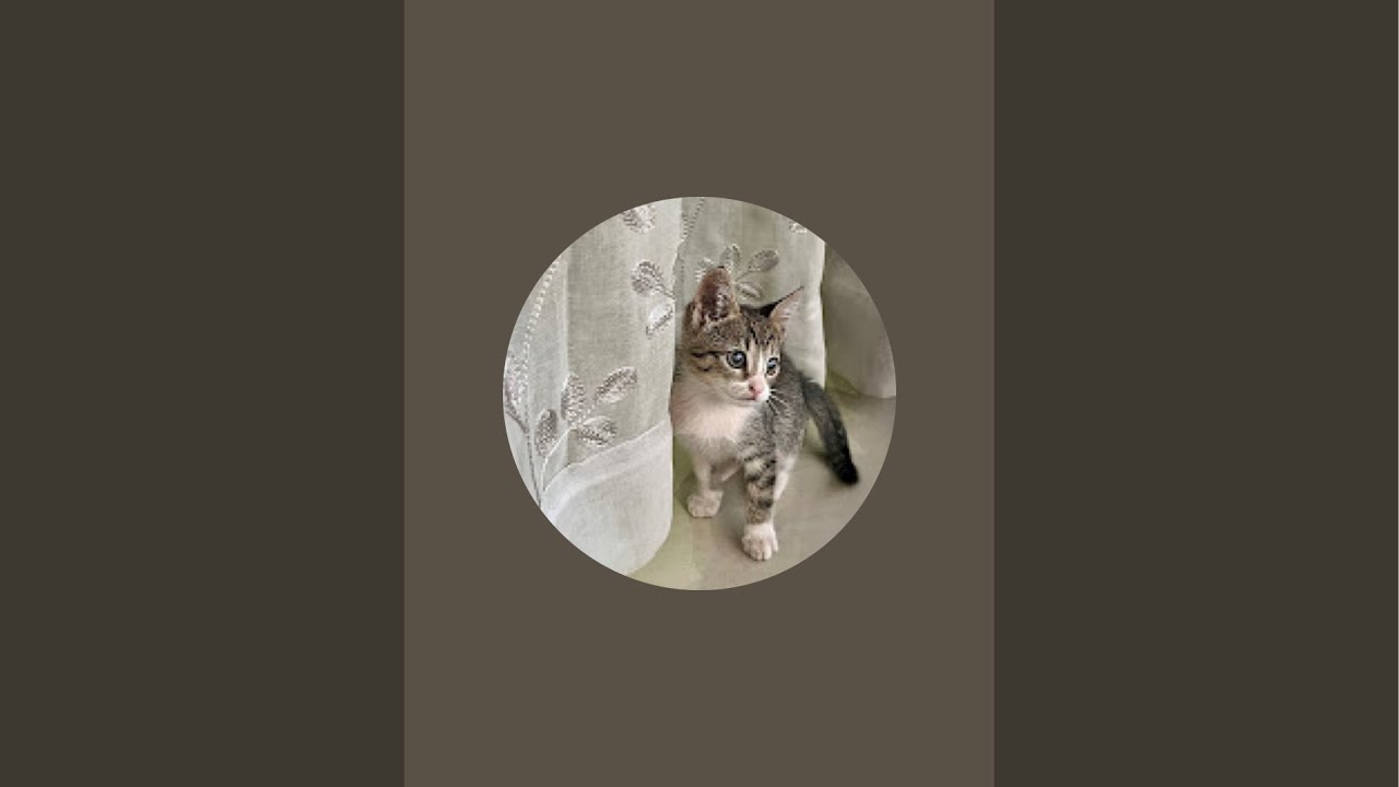 Tuffy🐾 is live