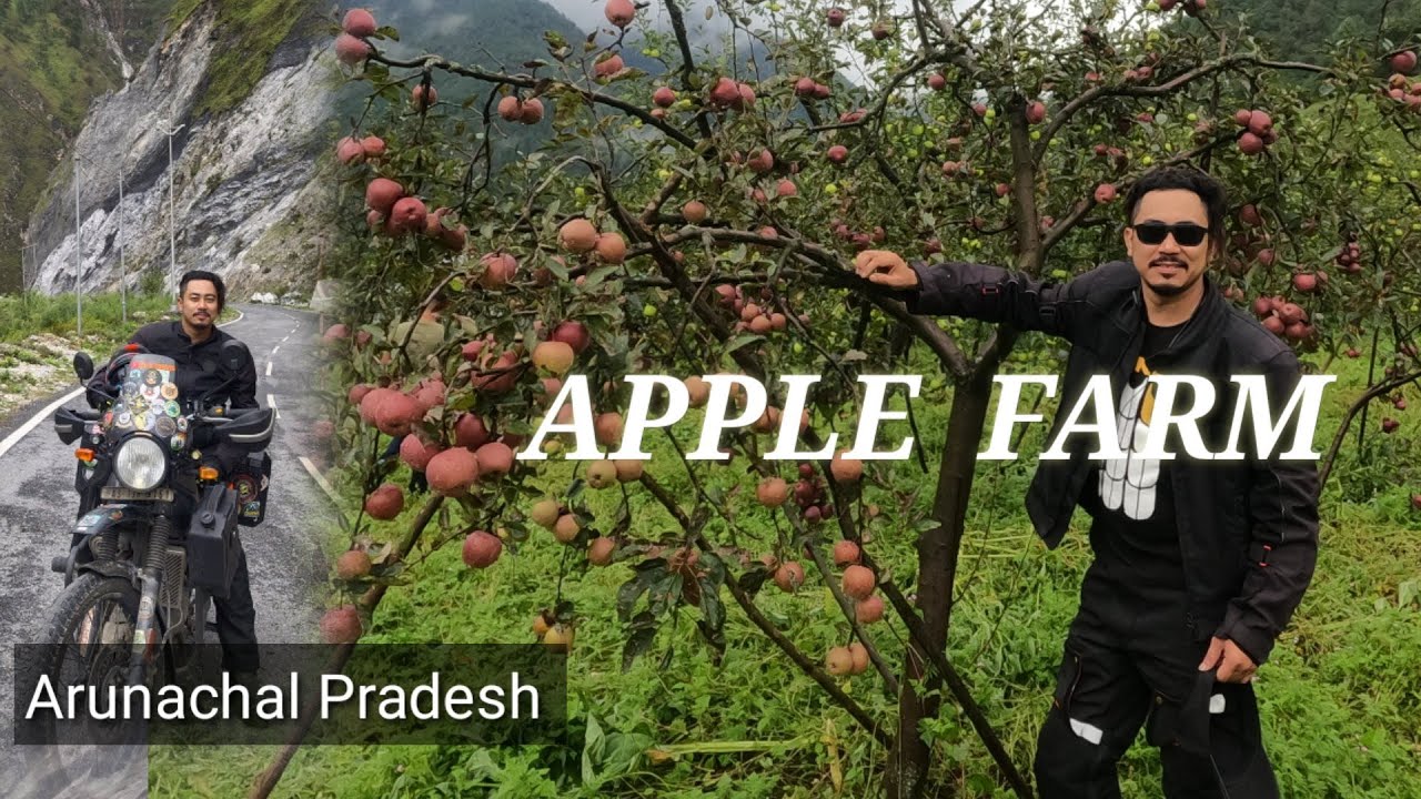 Apple Baganao Kaonan Jabai 🍎🍏🤣|| Horticulture  Farm Shergaon, Arunachal Pradesh
