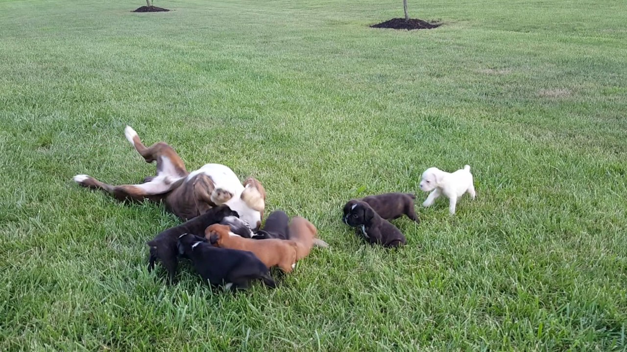 Big Mac Boxer Puppies