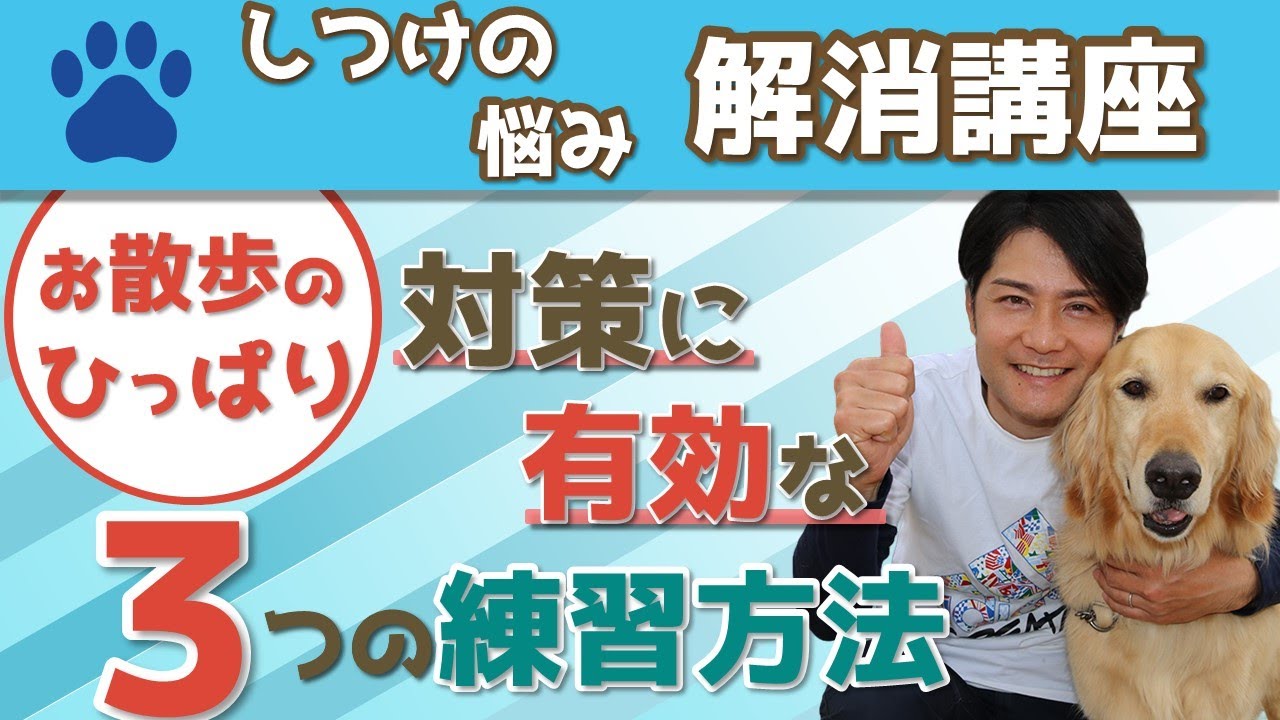 【犬 引っ張る】散歩の引っ張りを直すには？【楽しいお散歩に】練習３選！～ゴールデンレトリバー～