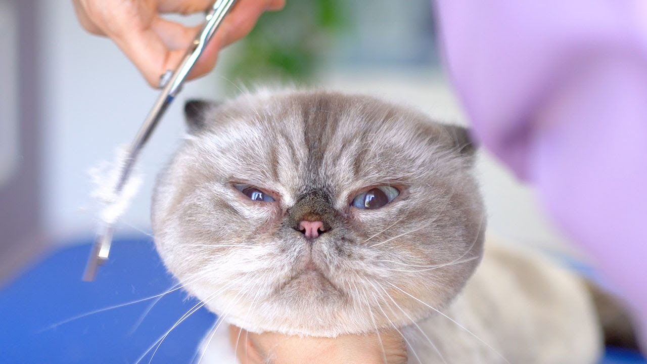 Страшно, но так мило!! вам захочется продолжать наблюдать за этой кошкой!😻🛁✂️❤️