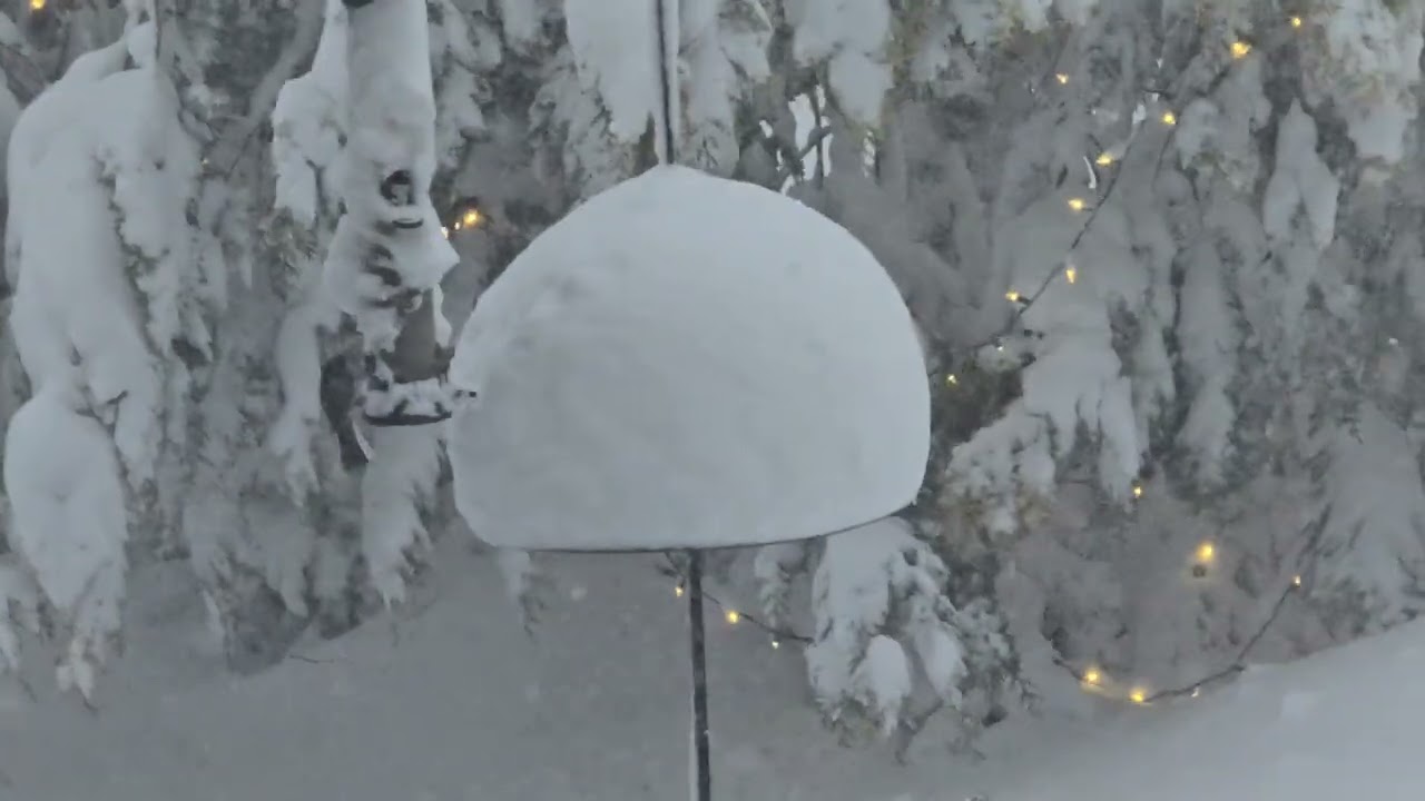 Birds in a Blizzard! Testing there bravery! 😄