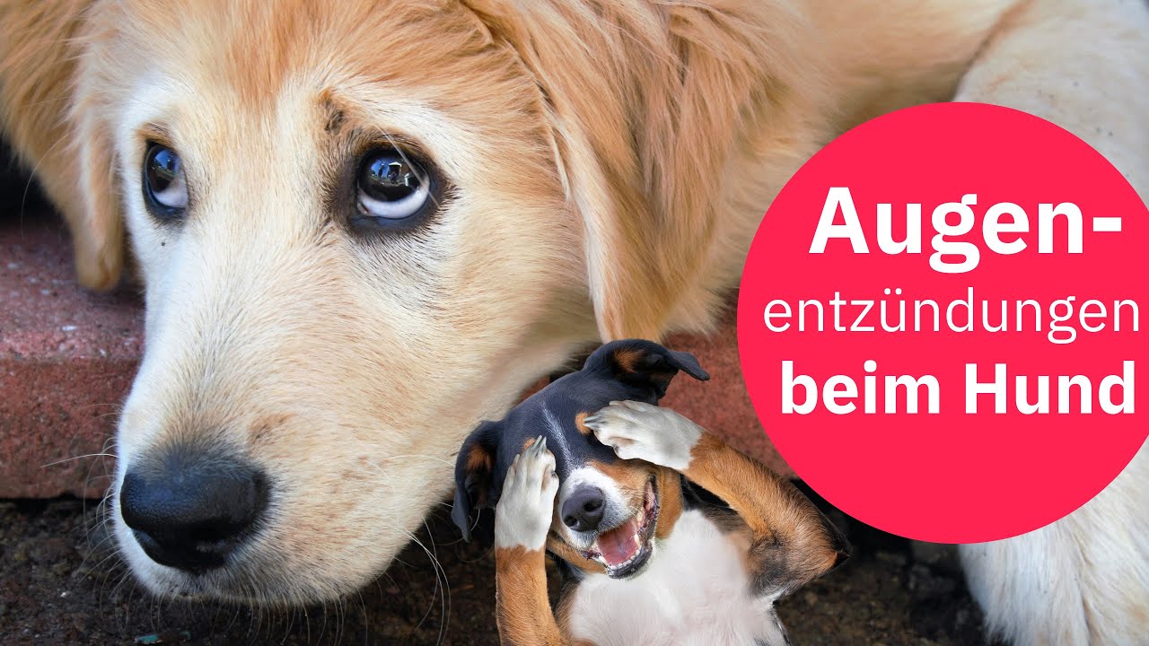 Augenentzündung bei Hunden: Vorbeugen, im Notfall helfen & viele Tipps von Dr. Frano