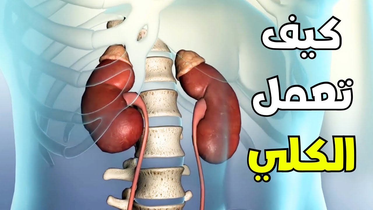 شاهد كيف تعمل الكلي (عضو أغرب من الخيال)_ ?How do your kidneys work