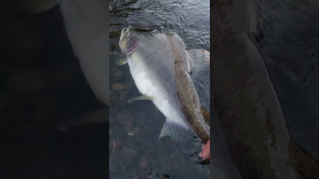 Pink Salmon release