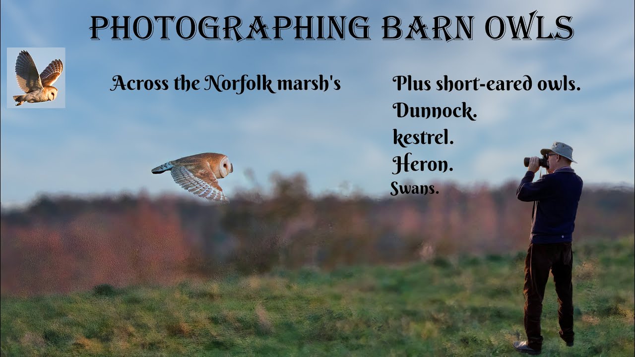 Owls on the Norfolk marshs'video 2023