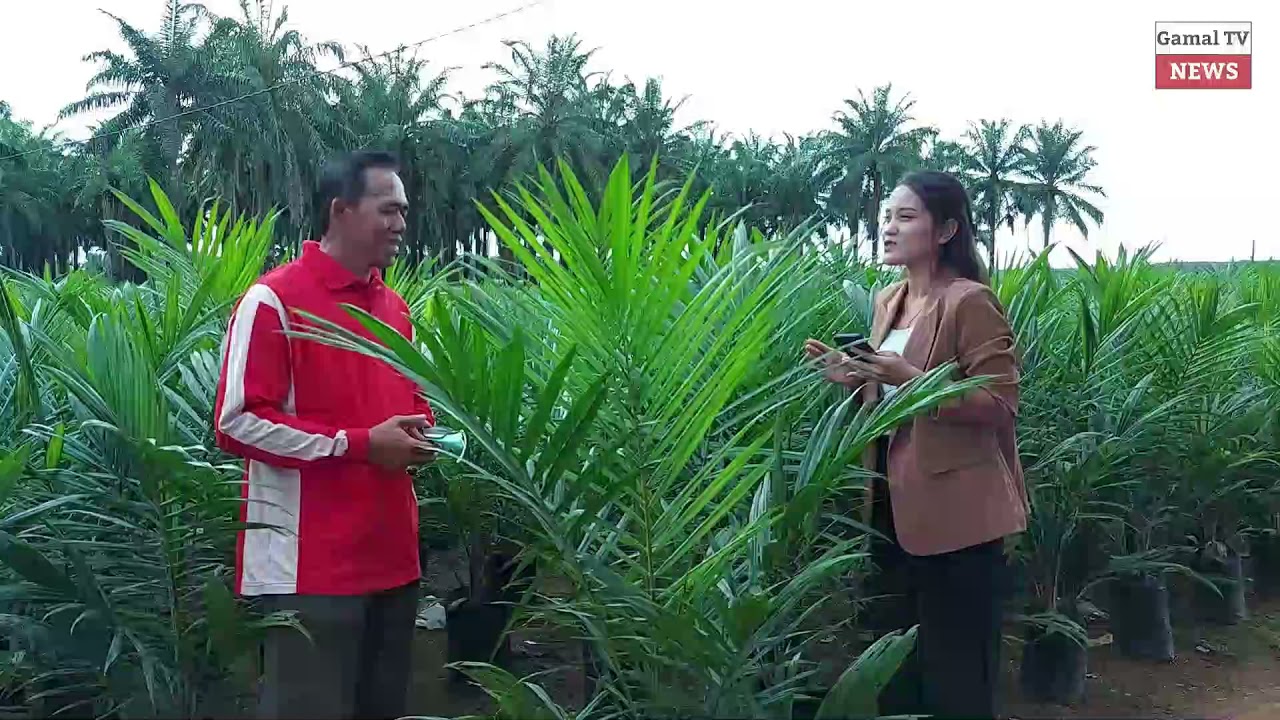 GILA!!! Ini Penangkar Sawit Terbesar di Provinsi Lampung