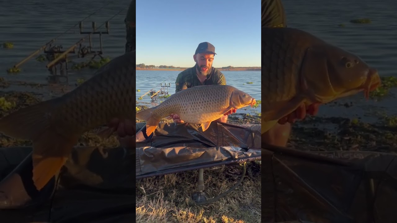 Roodekoppies dam slab ! #carpfish #carpfishing #fishing #carp