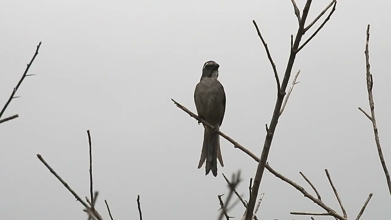 Trinca-ferro (Saltator similis) - Governador Valadares, Minas Gerais, Brasil