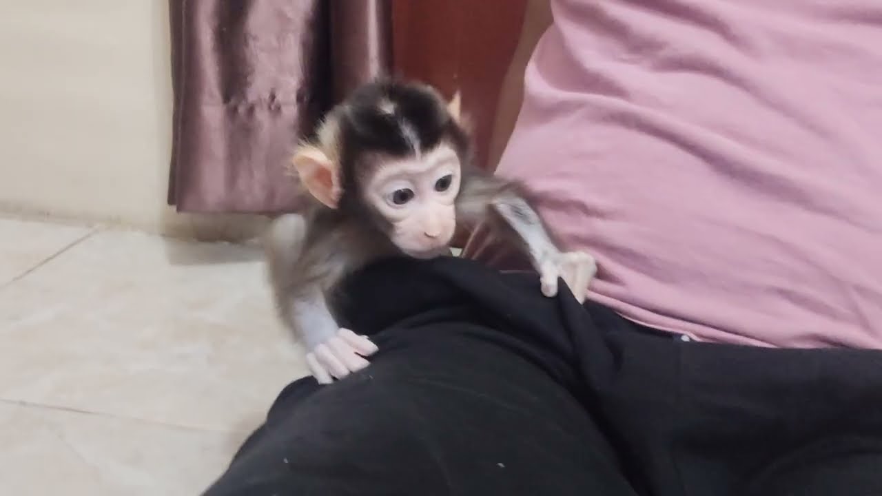 A boni monkey baby is practicing hanging on its father's body