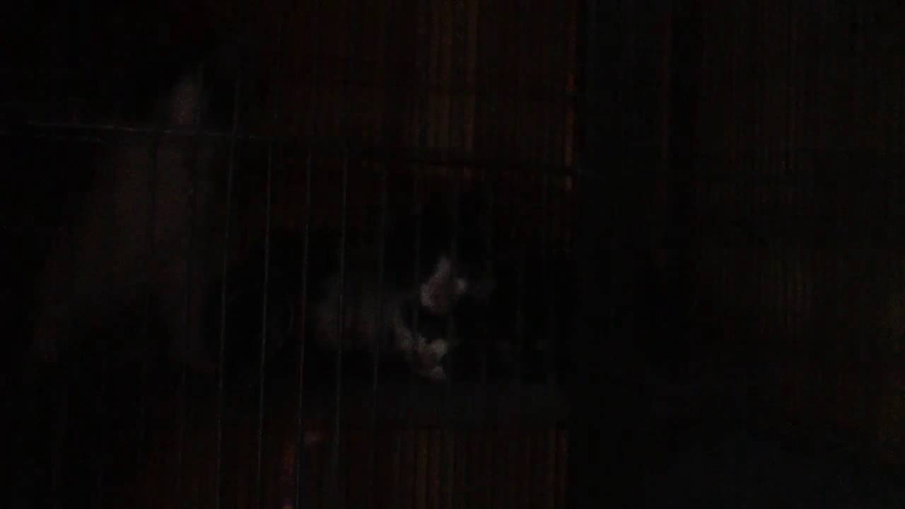 KITTENS