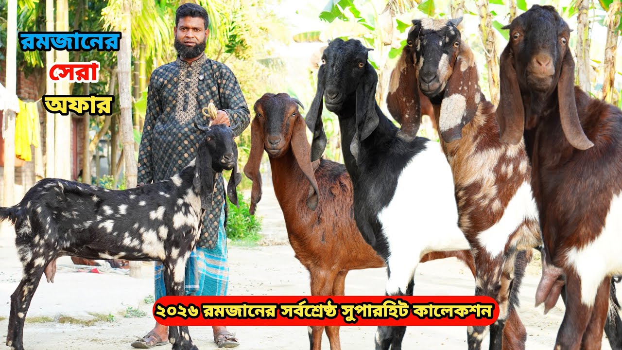 সর্বনিম্ন রেটে আকর্ষণীয় বিগ সর্বশ্রেষ্ঠ সুপারহিট খামার উপযোগী তোতাপুরী,হরিয়ানা,শিরোহি ও বিটল কিনুন