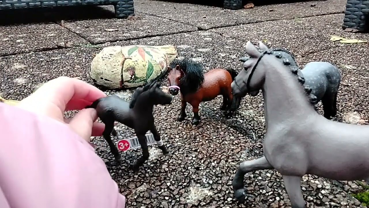 Grey star + brownchown zijn samen!❤️🥰 en kunnen ze schaduw vangen?... 