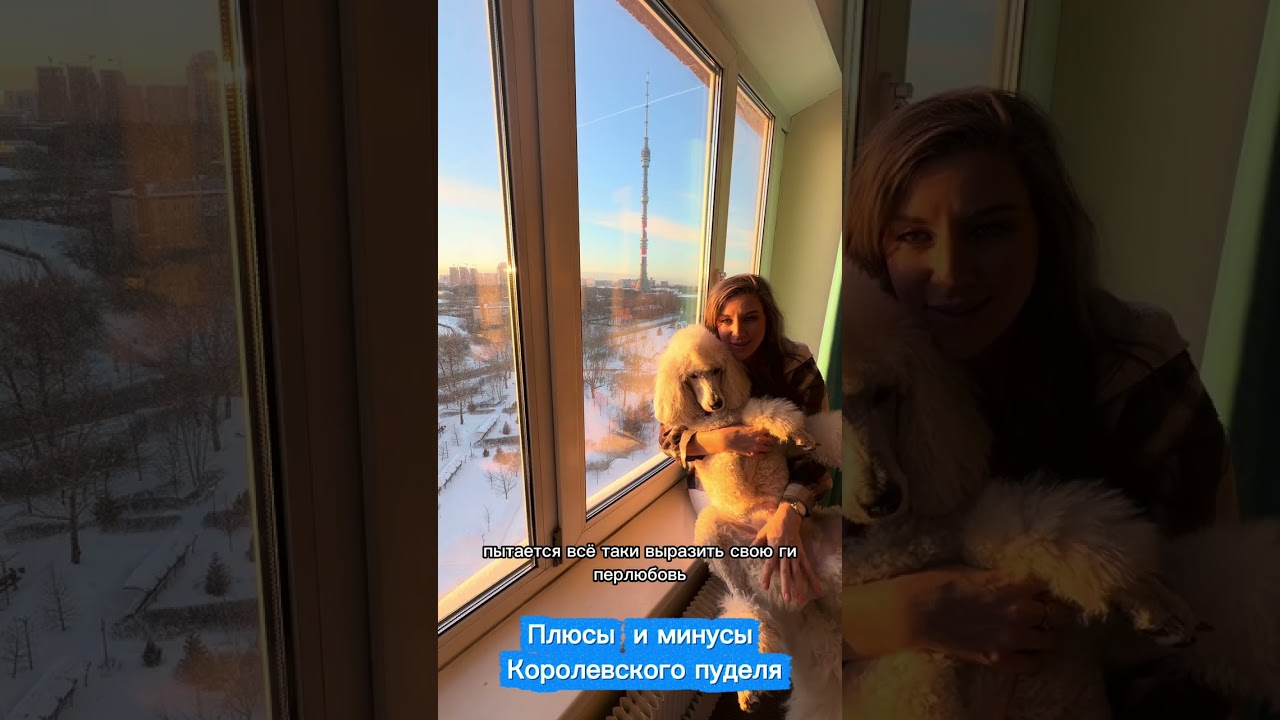 Ответ на вопрос «заводить ли королевского пуделя» 
