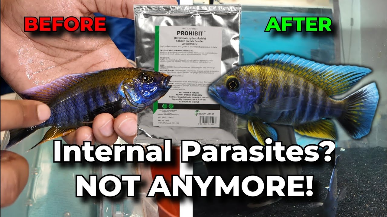 How To Treat INTERNAL Fish Parasites With Levamisole!