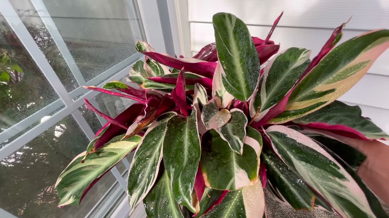 Calathea three color Calathea Triostar