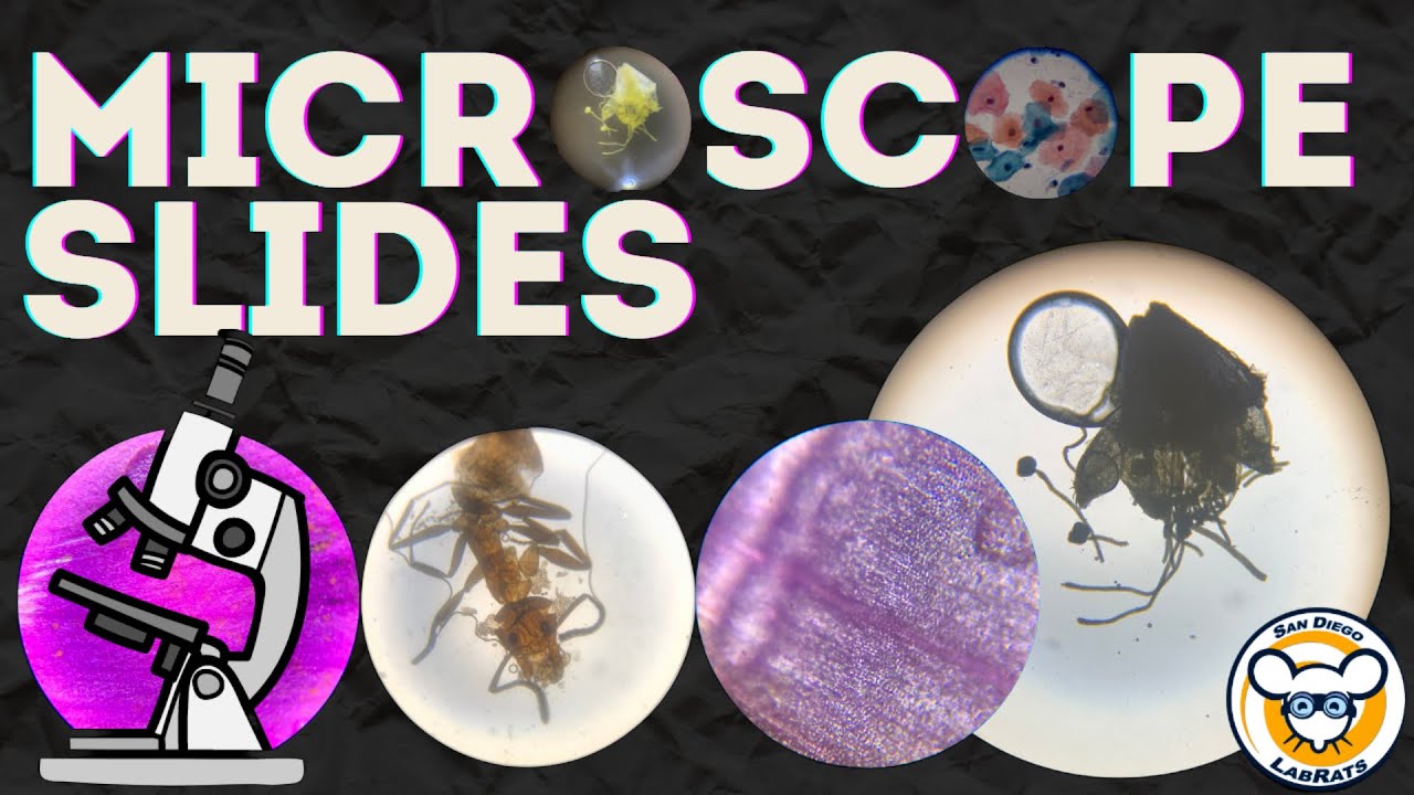 How To Create a Microscope Slide
