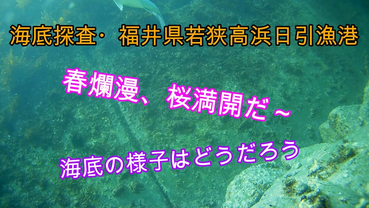 えむでテレビジョン258　海底探査・福井県若狭高浜日引漁港　春爛漫、桜満開だ～　海底の様子はどうだろう　＃海底探査