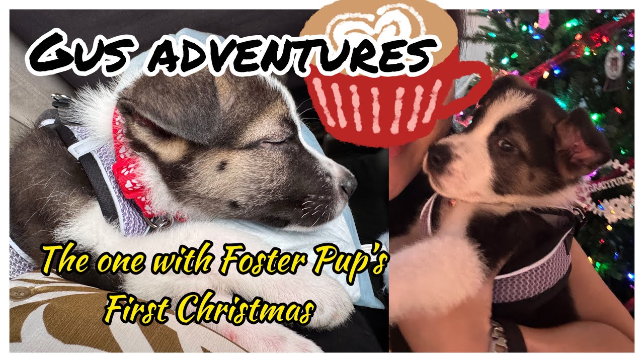 «Foster Tails»: Первая рождественская вечеринка приемного щенка