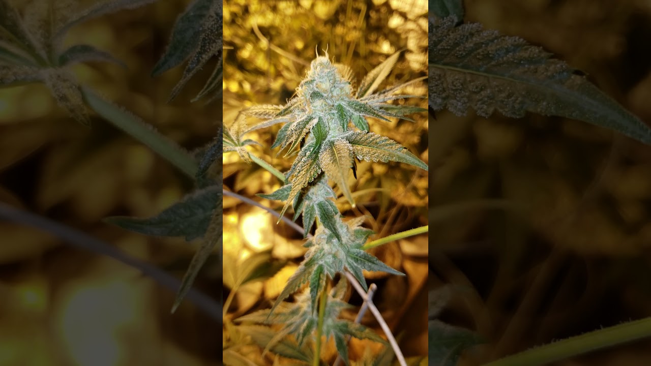 Dosido day 42