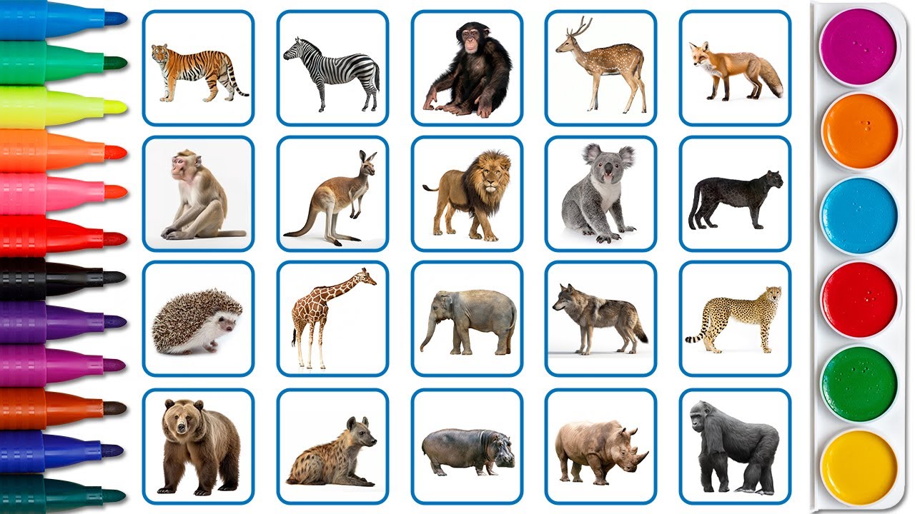 Wild animals name with board cards, english varnmala, english alphabet for kids.