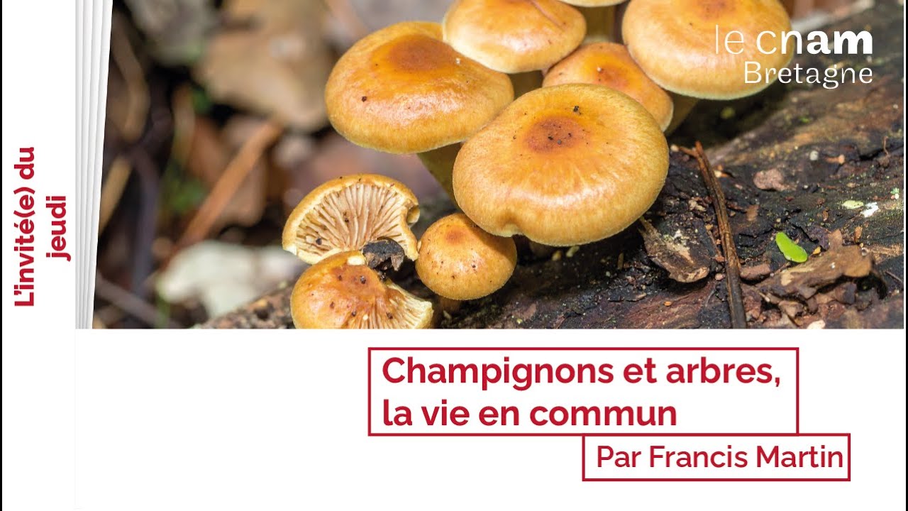Champignons et arbres, la vie en commun - Francis Martin | L'invité du jeudi