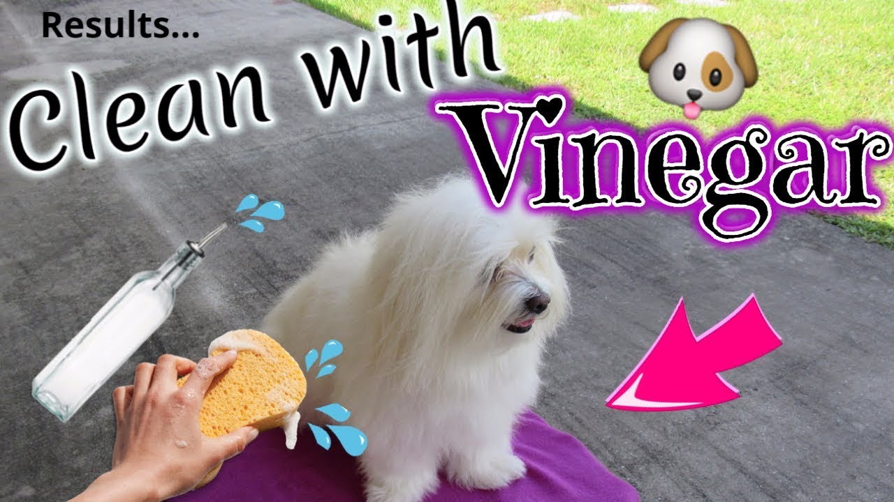 Dog Clean Routine, WHITE DOG, VINEGAR, Coton de tulear I Lorentix