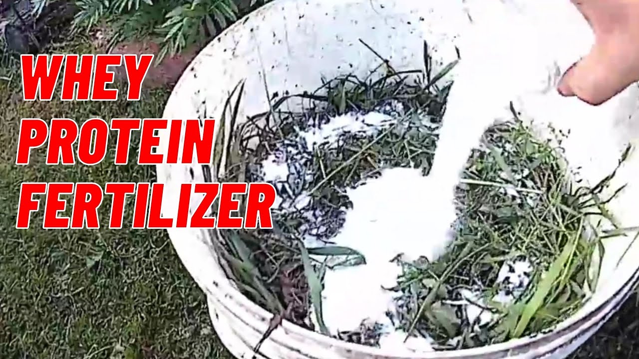 PEYNİR SUYUNDAN  GÜBRE YAP I peyniraltı suyu gübresi #gübre #gübreleme