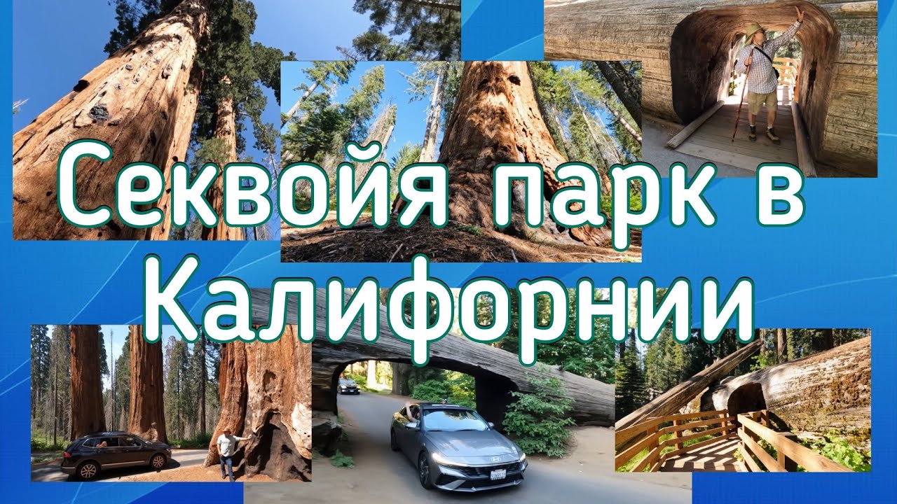 Фильм «Секвойя парк в Калифорнии»
