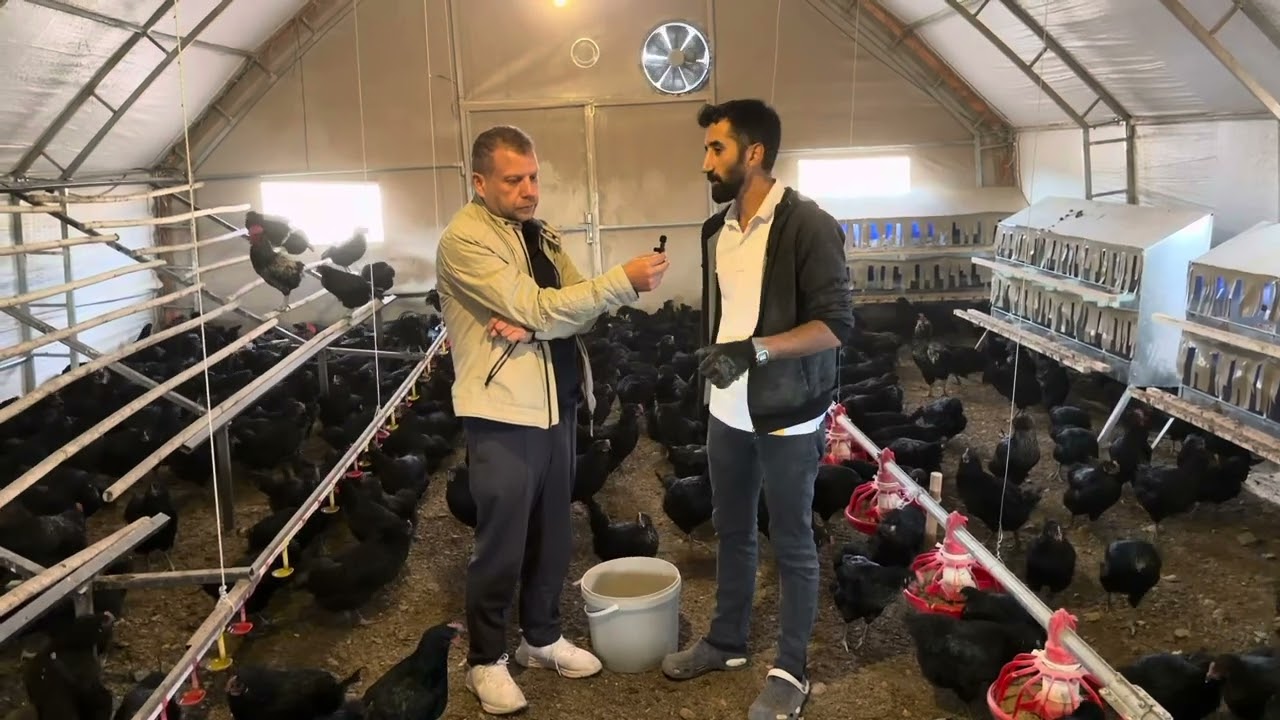 YUMURTA rekortmeni BLACK NİCKLER