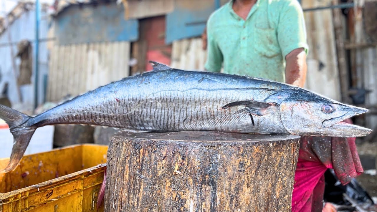 KASIMEDU SELVAM VANJARAM FISH CUTTING VIDEO | KASIMEDU SPEED SELVAM FISH CUTTING | UK SONS MARINE