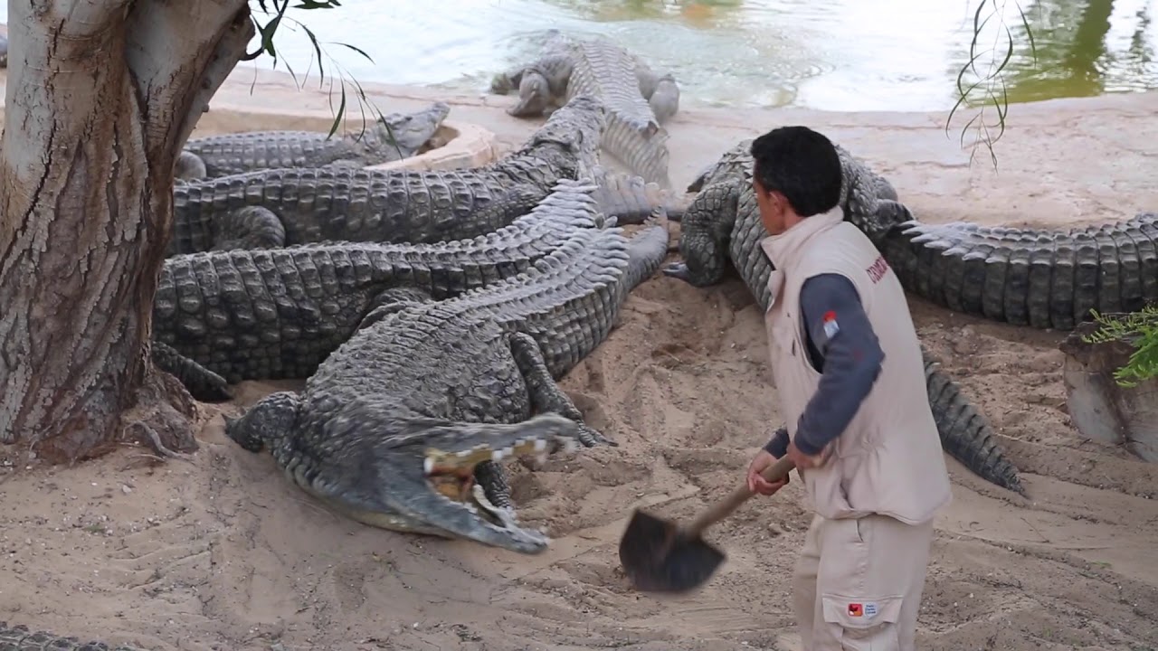 Tunisia Amazing MAN VS CROCODILE / Tunisie Djerba INCROYABLE Homme courageux contre crocodiles
