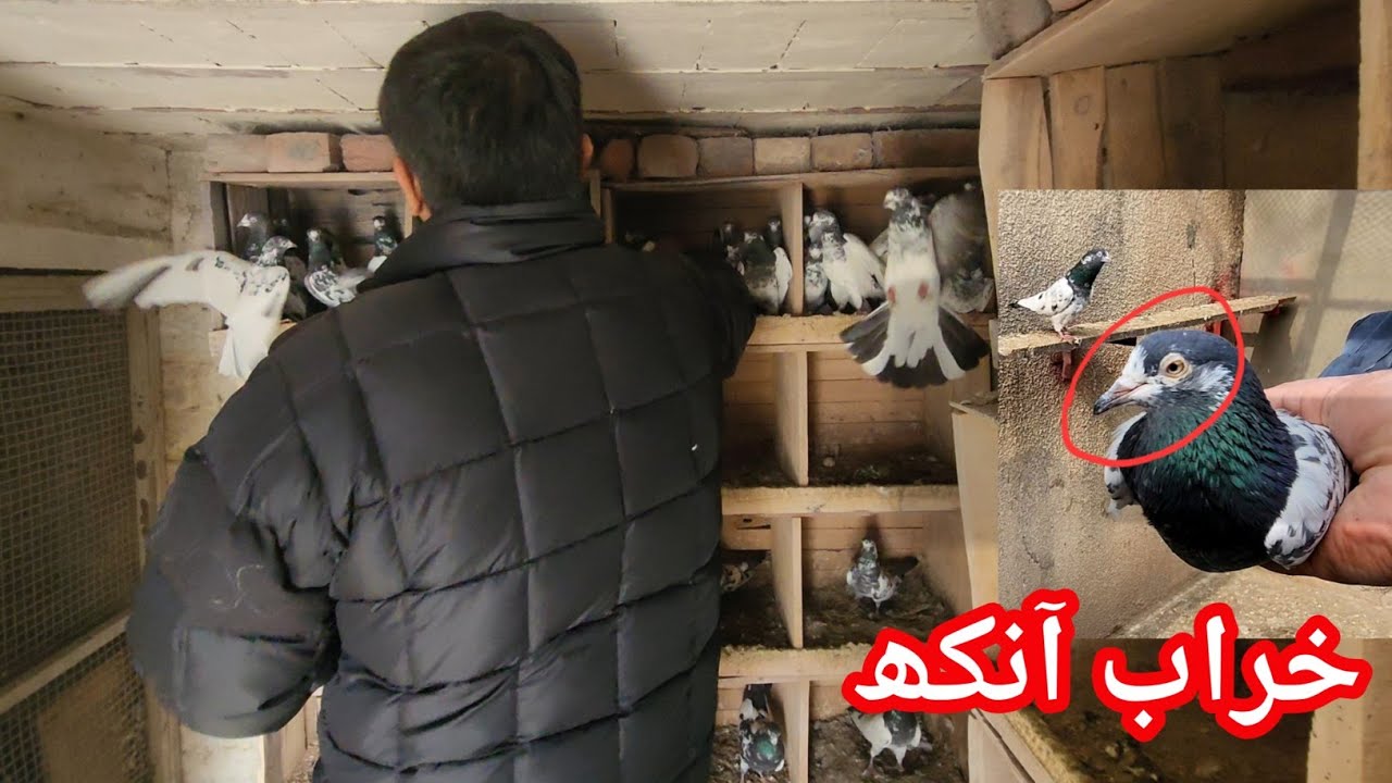 Pigeon Eye Problem & Treatment | Ch Sakhi Muhammad Bhatti Pigeons