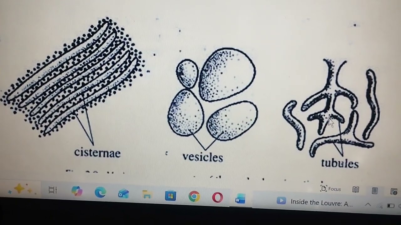 Bsc 1st year notes | Structure & functions of Endoplasmic reticulum| Difference b/w SER&RER | cell 